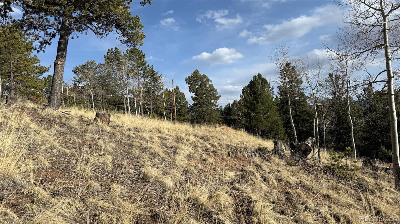 239 Homestead Road Divide, CO 80814 - Photo 11 of 24
