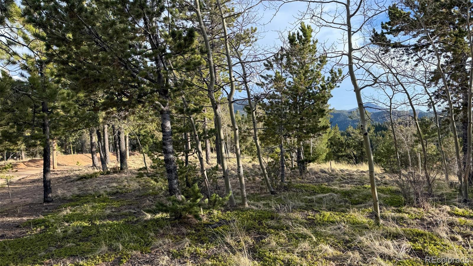 239 Homestead Road Divide, CO 80814 - Photo 23 of 24