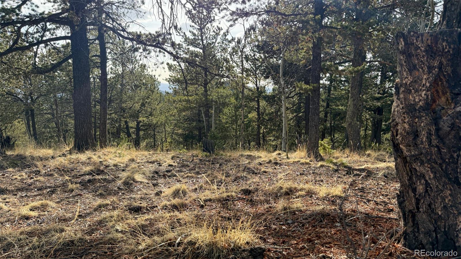 239 Homestead Road Divide, CO 80814 - Photo 6 of 24