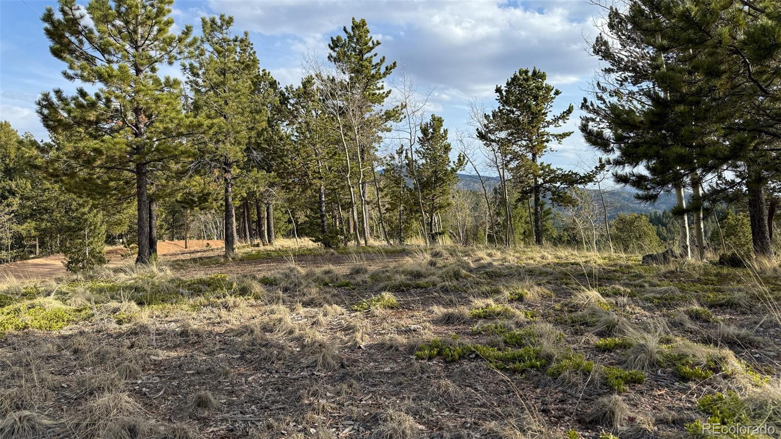 239 Homestead Road Divide, CO 80814 - Photo 7 of 24