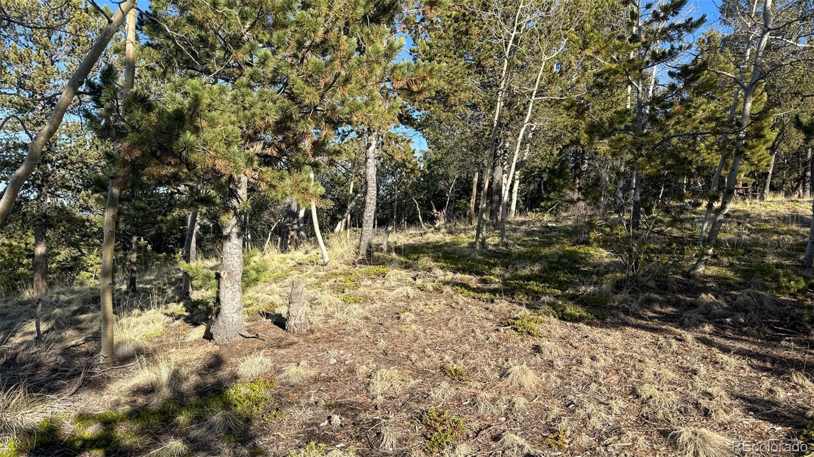 239 Homestead Road Divide, CO 80814 - Photo 10 of 24