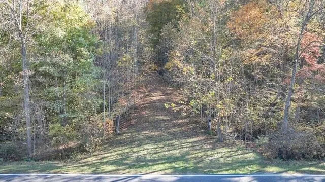 a view of a forest with trees in the background