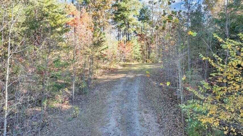 0 Six Mile Post Road Callaway, VA 24067 - Photo 63 of 73 a view of a yard with a tree