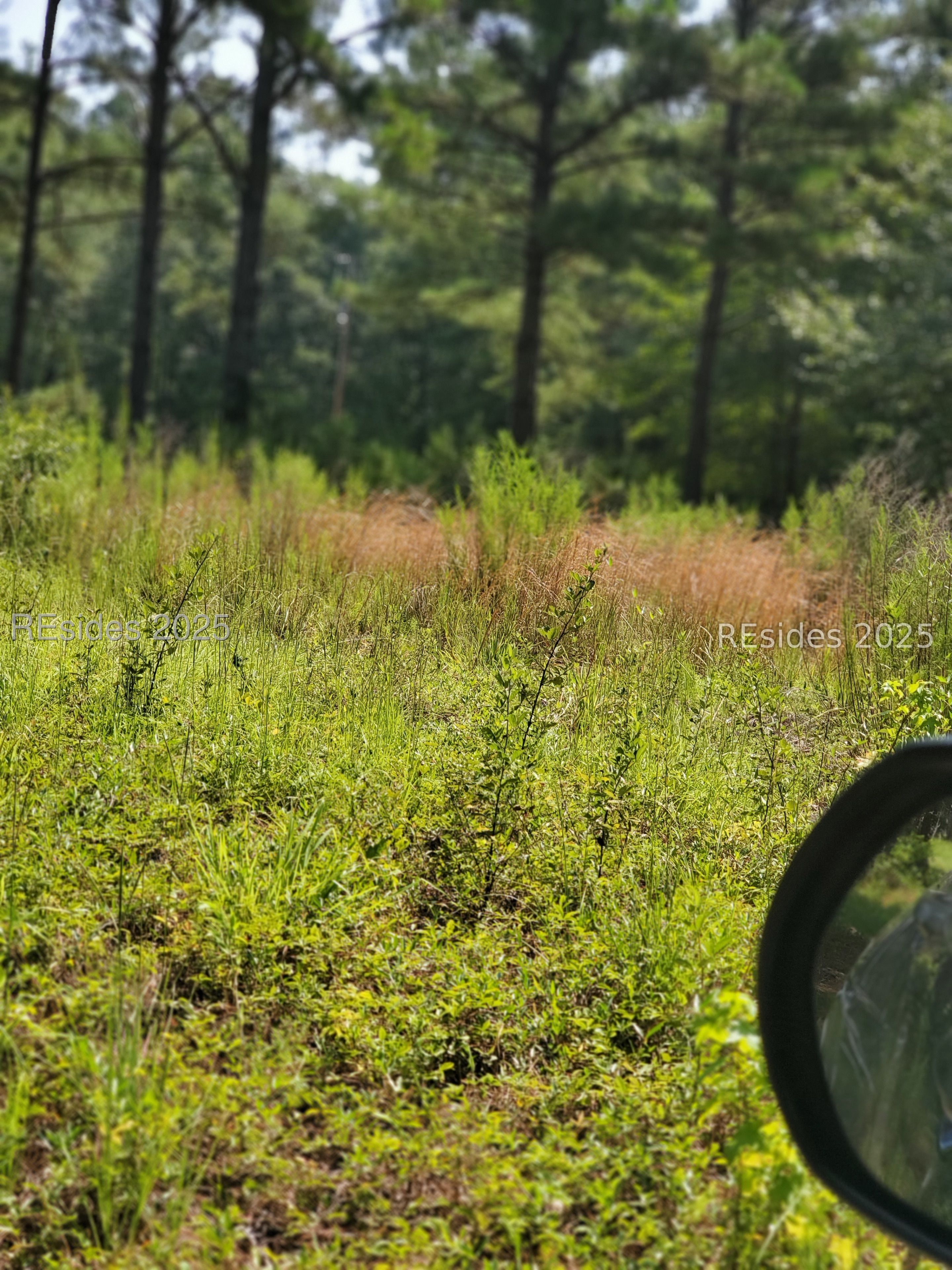 0 Firetower Road Ridgeland, SC 29936 - Photo 3 of 3 Wooded view