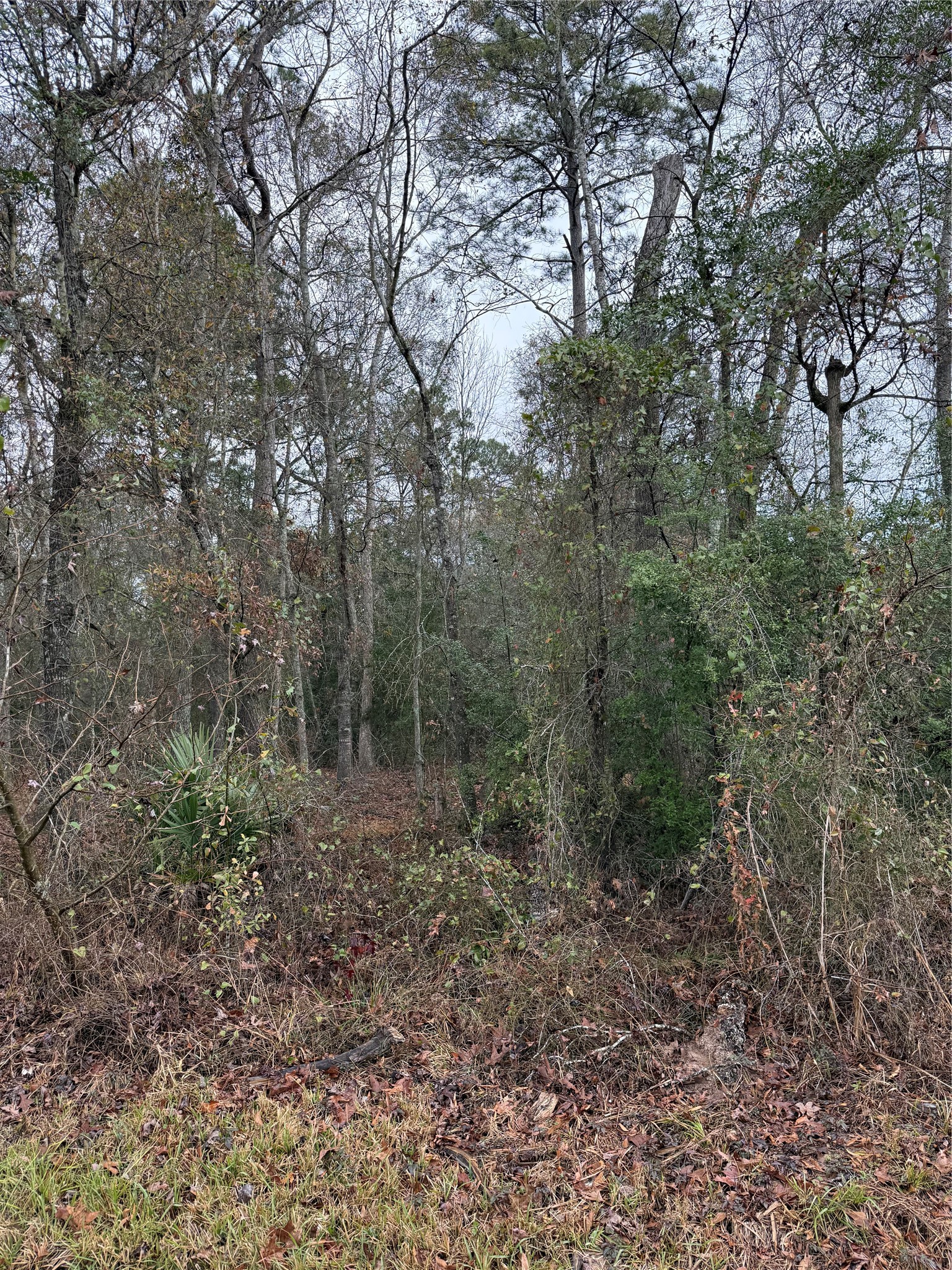 Tbd Tbd River East Splendora, TX 77372 - Photo 3 of 7 a view of a forest with trees in the background