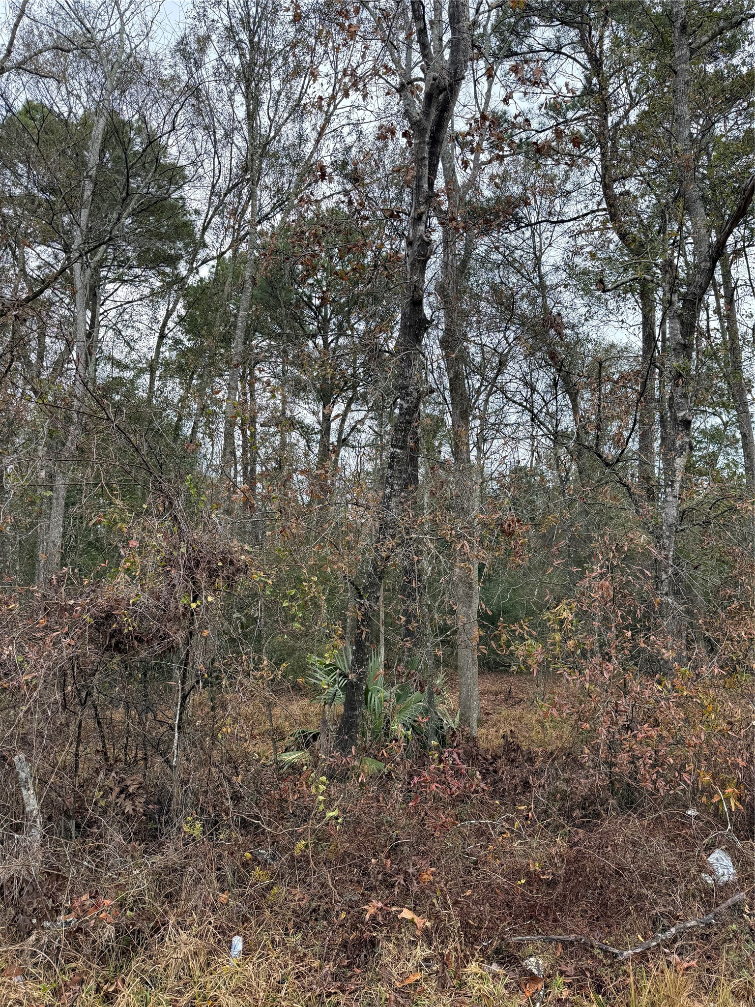 Tbd Tbd River East Splendora, TX 77372 - Photo 4 of 7 a view of a forest with trees in the background