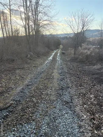 a view of a dry yard with green space