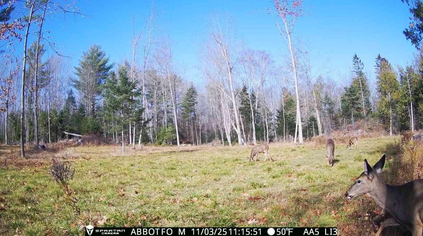 22 Back Parkman Road Abbot, ME 04406 - Photo 29 of 38