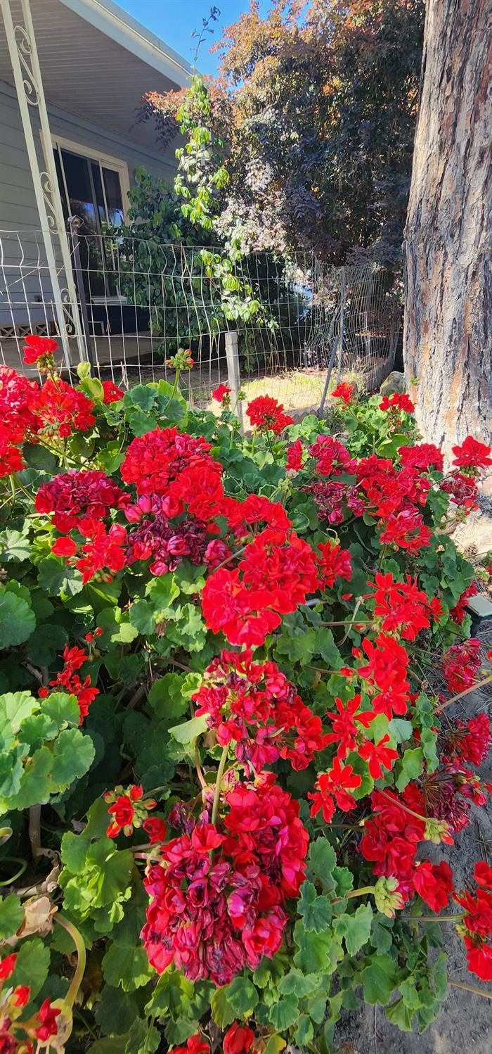 1300 West Olson Avenue Reedley, CA 93654 - Photo 11 of 44