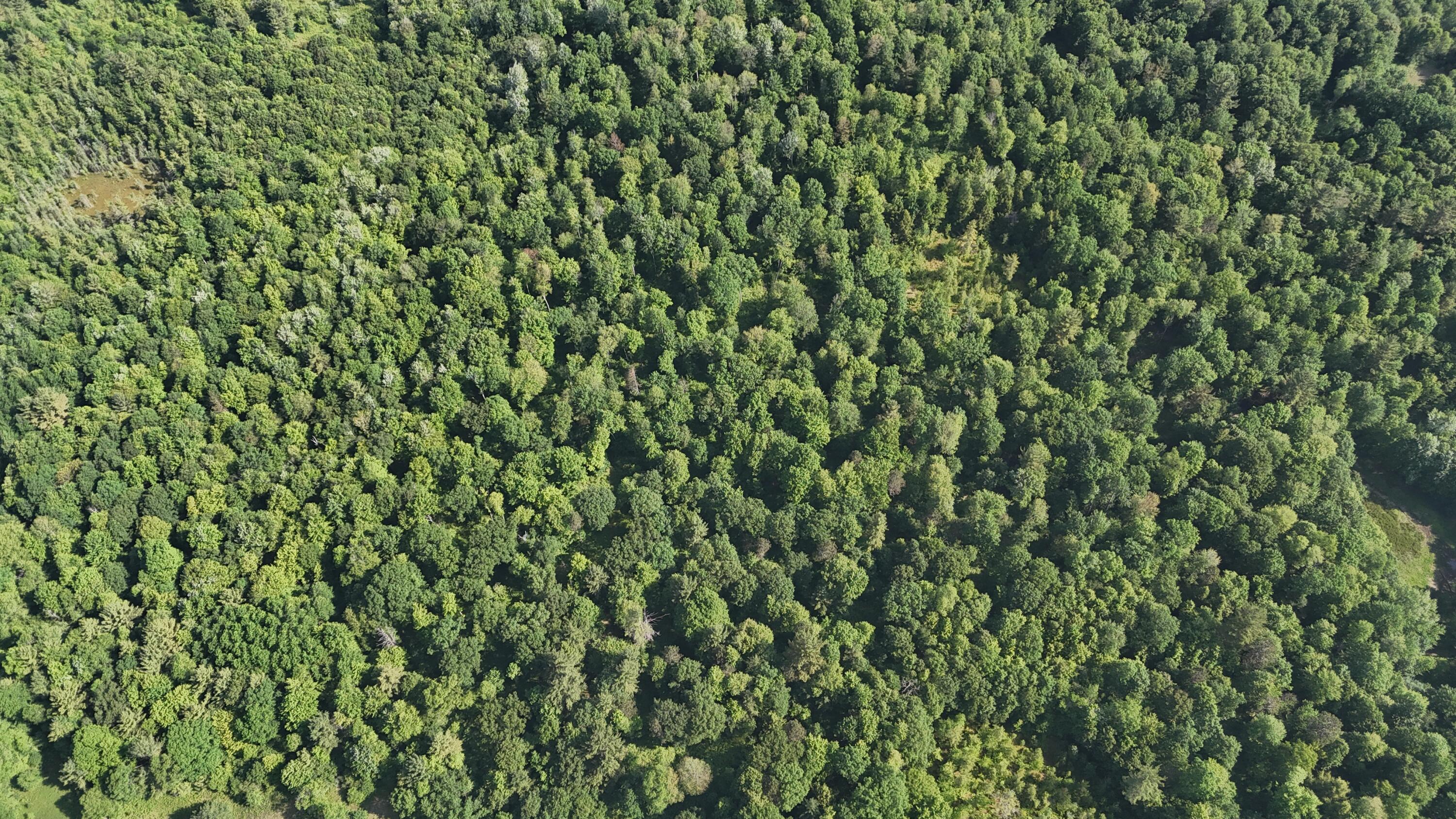 Dickson Road Brethren, MI 49619 - Photo 14 of 27 dji_fly_20250617_101008_0585_17501698429