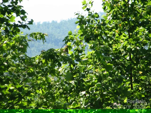 a view of a plant in a garden