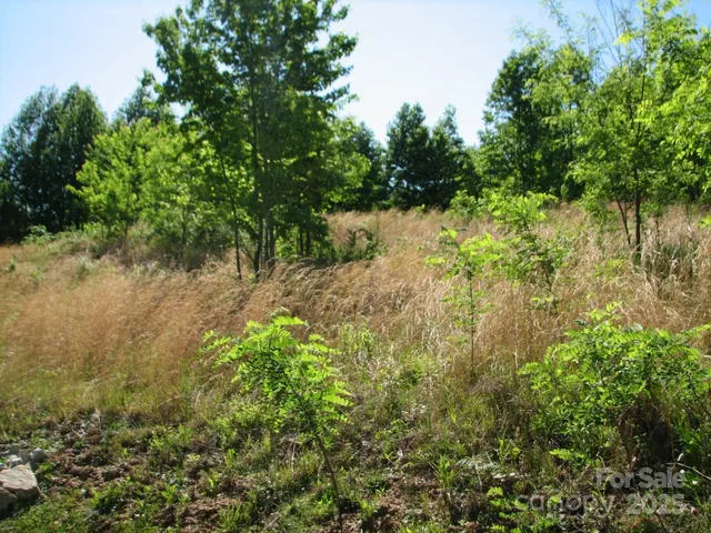 a view of a lush green forest