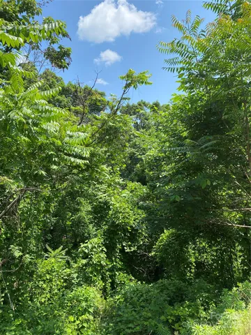 a view of a lush green forest