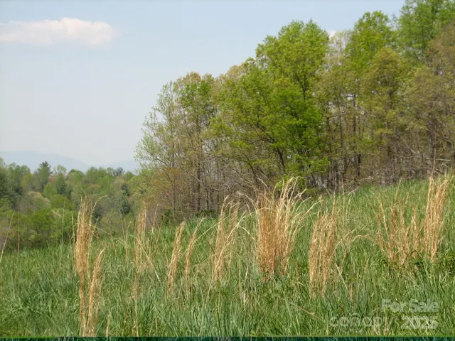 a view of a lake in middle of forest