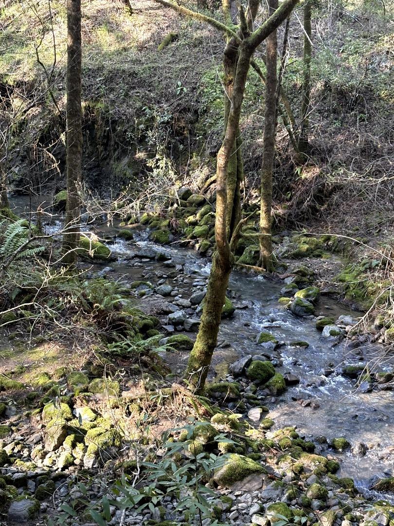 11930 Graton Road Sebastopol, CA 95472 - Photo 2 of 16 a view of a forest with a tree