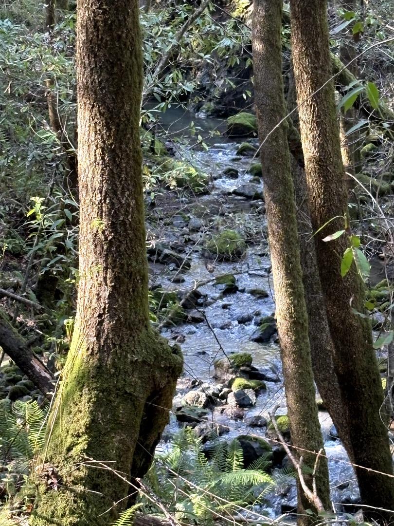 11930 Graton Road Sebastopol, CA 95472 - Photo 3 of 16 a view of a forest with plants and trees