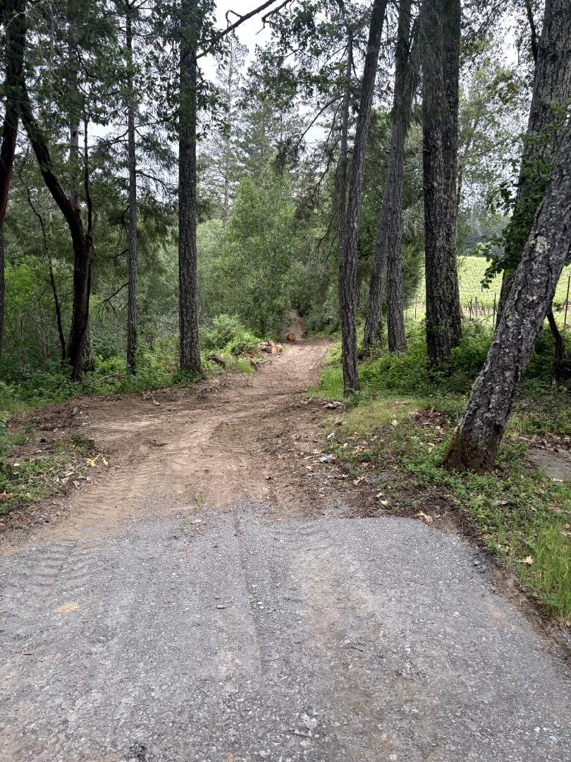 11930 Graton Road Sebastopol, CA 95472 - Photo 6 of 16 a view of a forest with trees in the background