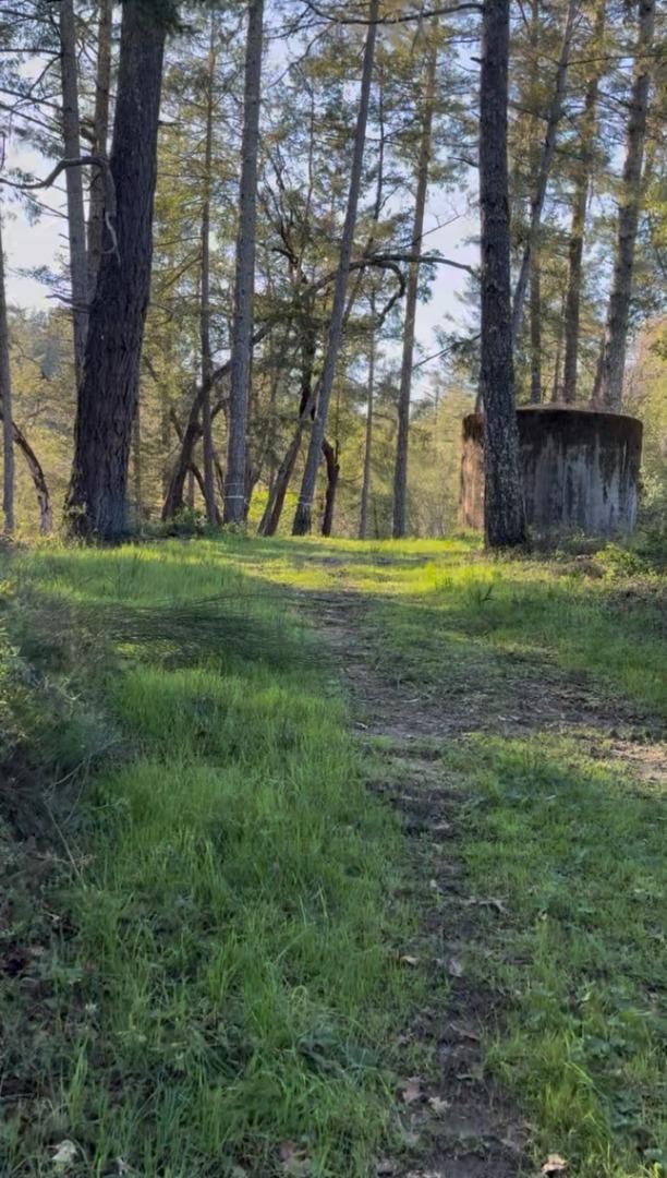 11930 Graton Road Sebastopol, CA 95472 - Photo 9 of 16 a backyard of a building with trees