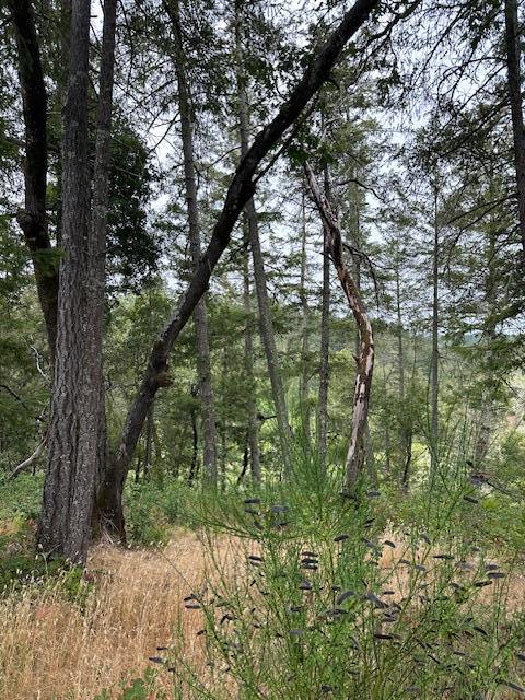 11930 Graton Road Sebastopol, CA 95472 - Photo 10 of 16 a backyard of a house with lots of green space