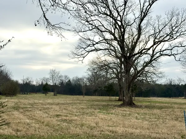 a view of a yard with a tree