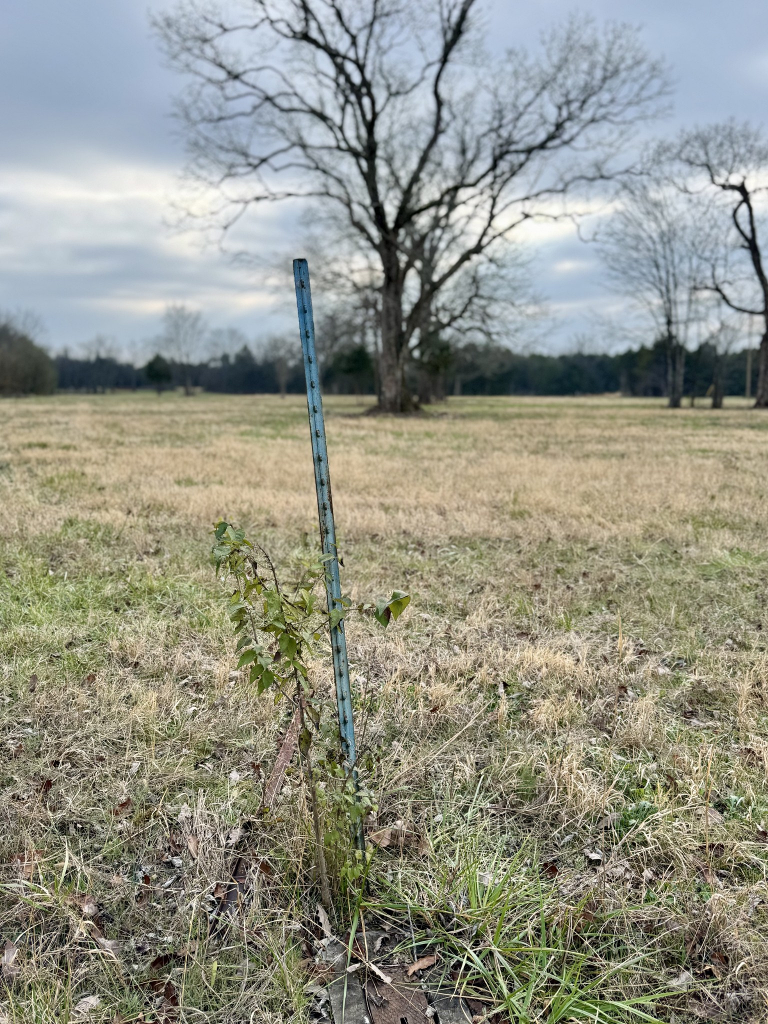 0 Vesta Road Lebanon, TN 37090 - Photo 3 of 6 a view of a yard with an outdoor space