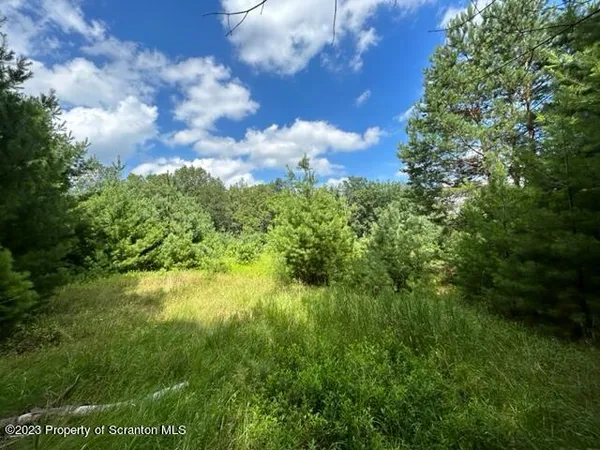a view of a bunch of trees