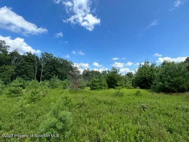 a view of a big yard with large trees