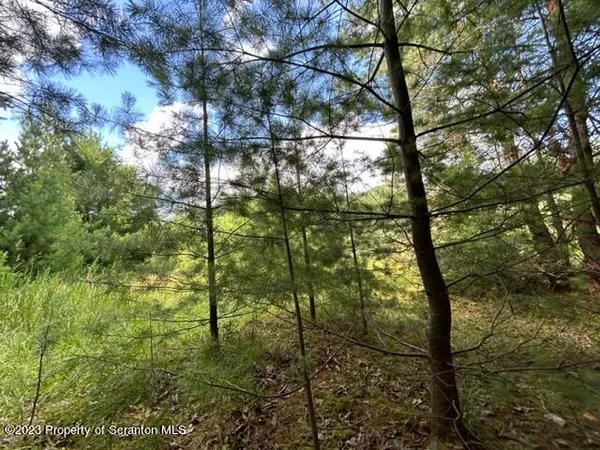 a view of a tree