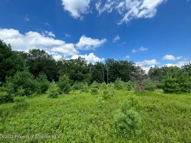 a view of a bunch of trees