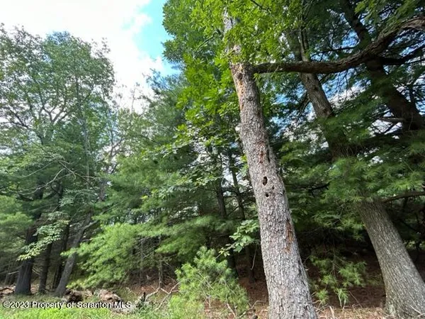 a view of a forest with a tree