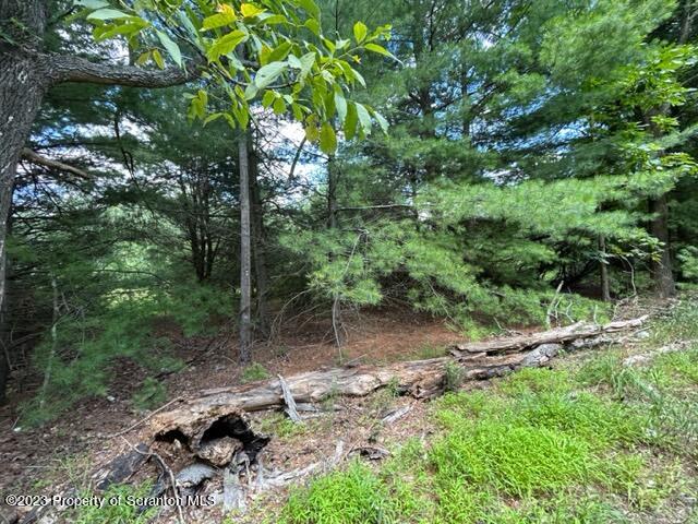 0 Long Ridge Road Hawley, PA 18428 - Photo 8 of 14 a view of a forest filled with trees