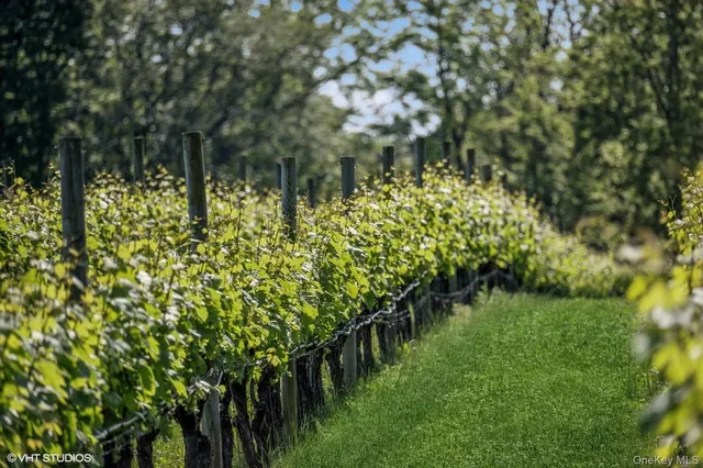 a view of a lake with a tree