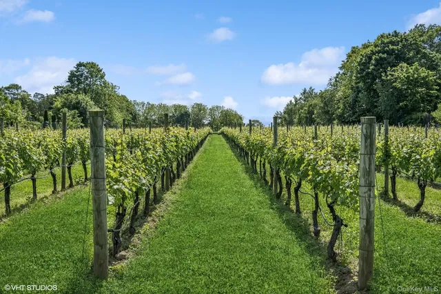 a view of a yard with plants