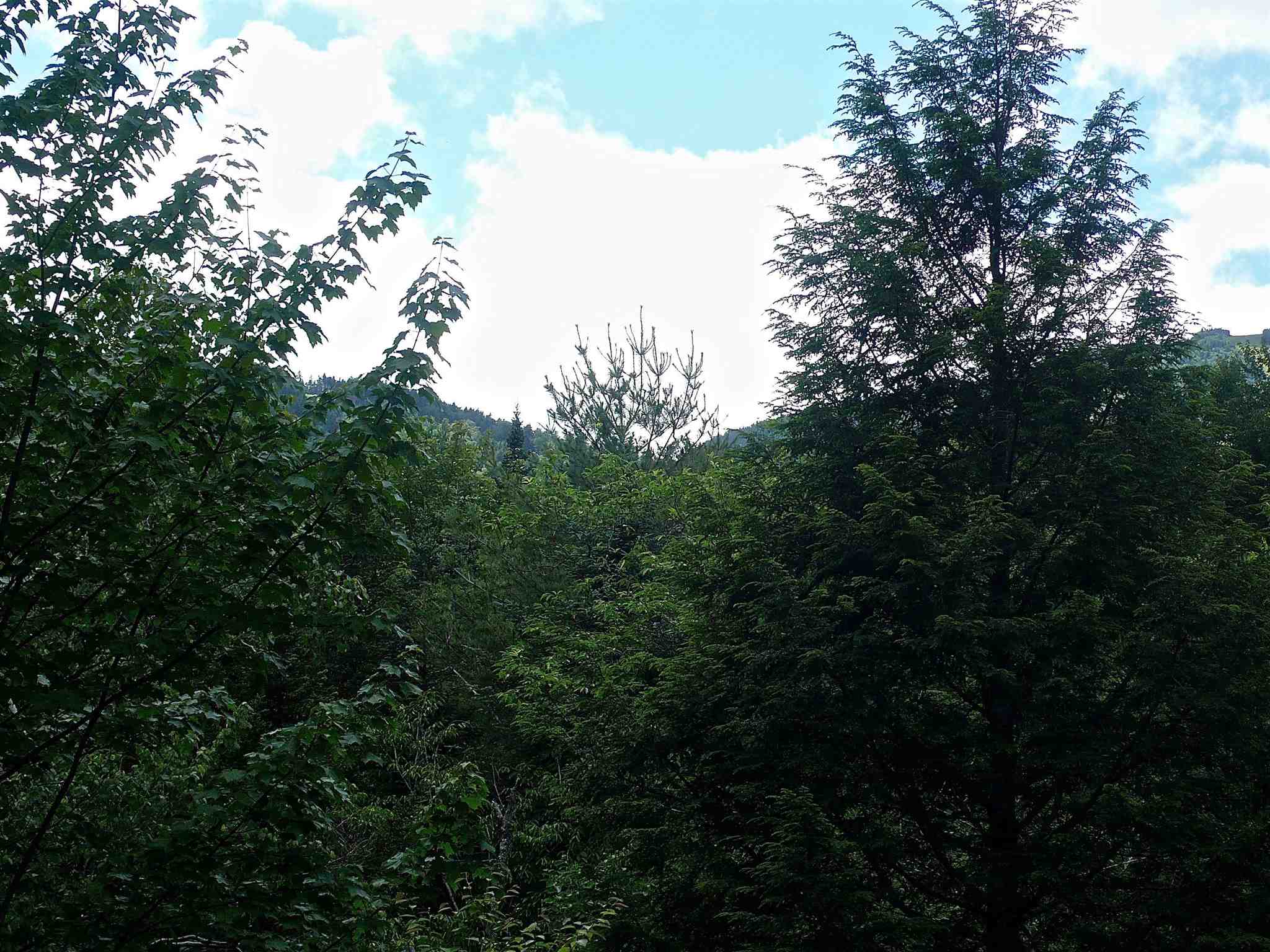 127 West Branch Road, Unit C Waterville Valley, NH 03215 - Photo 5 of 17