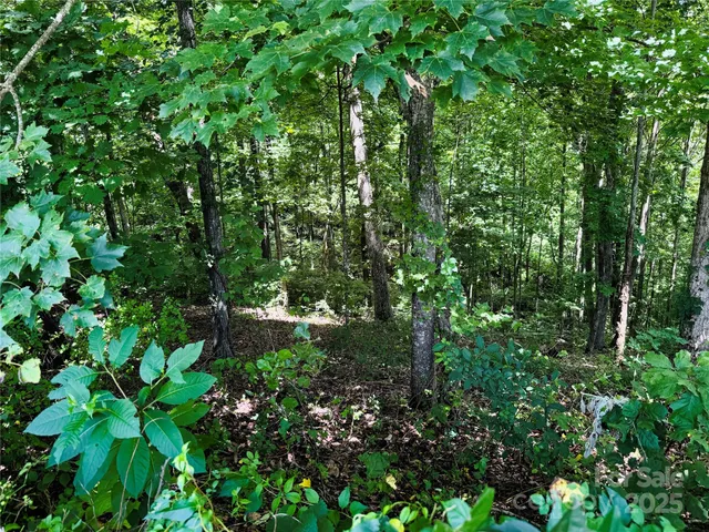 a view of a lush green forest