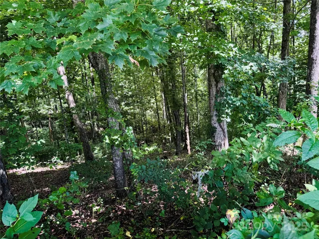 a view of a lush green forest