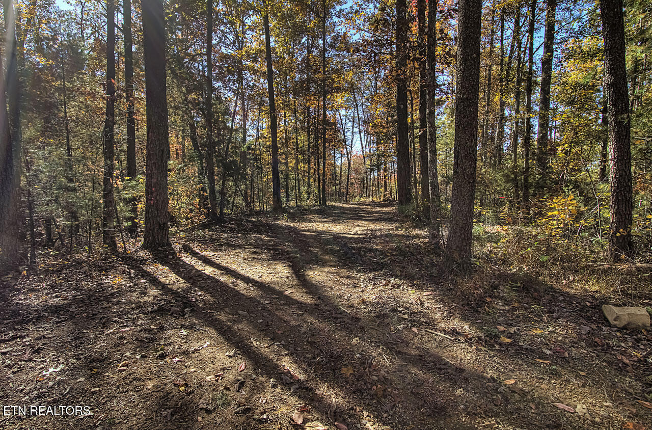 1968 East Millers Cove Road Walland, TN 37886 - Photo 19 of 32 Road to West Section