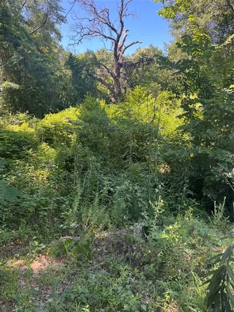 a view of a forest