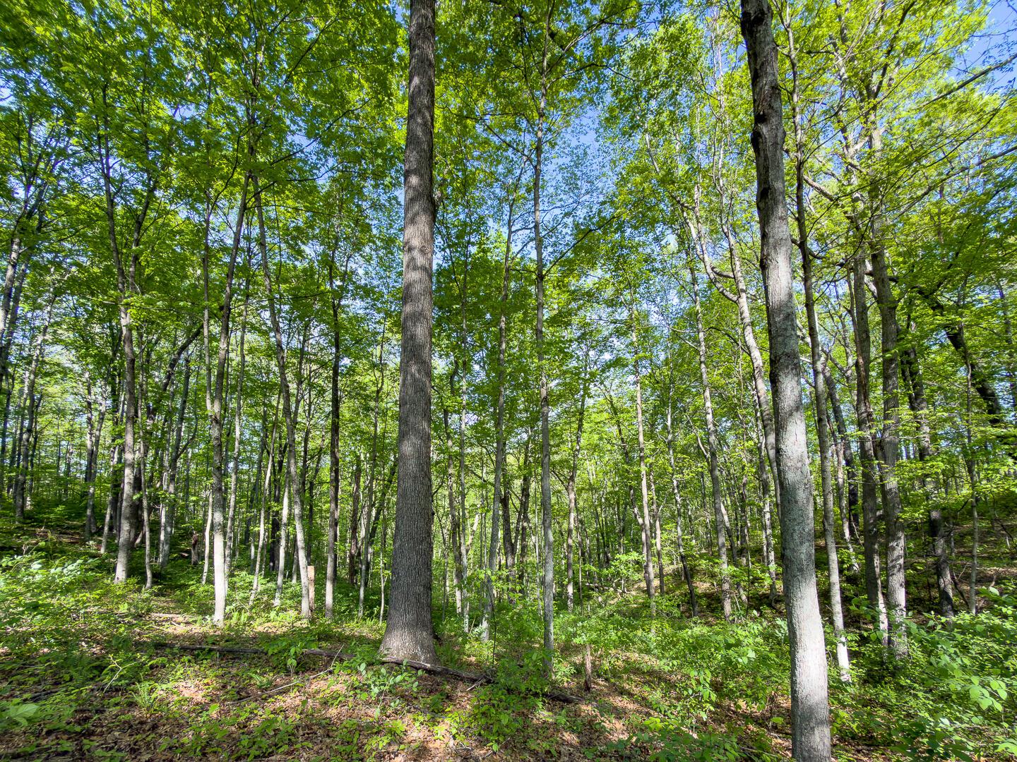 1 Perry Ridge Road Wilkesville, OH 45695 - Photo 14 of 19 Perry Ridge Rd Tract 1-10