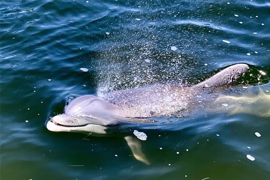 2279 Mermaid Point Northeast St. Petersburg, FL 33703 - Photo 48 of 100