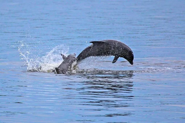 $4,600,000 | 2279 Mermaid Point Northeast, St. Petersburg, FL 33703