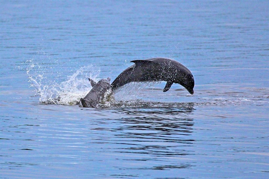 2279 Mermaid Point Northeast St. Petersburg, FL 33703 - Photo 49 of 100