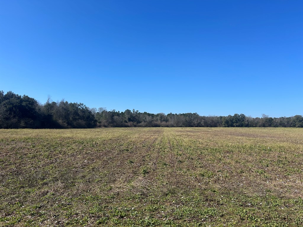 31.5-ac 31.5-ac Rammer Loop Road Dothan, AL 36301 - Photo 32 of 49