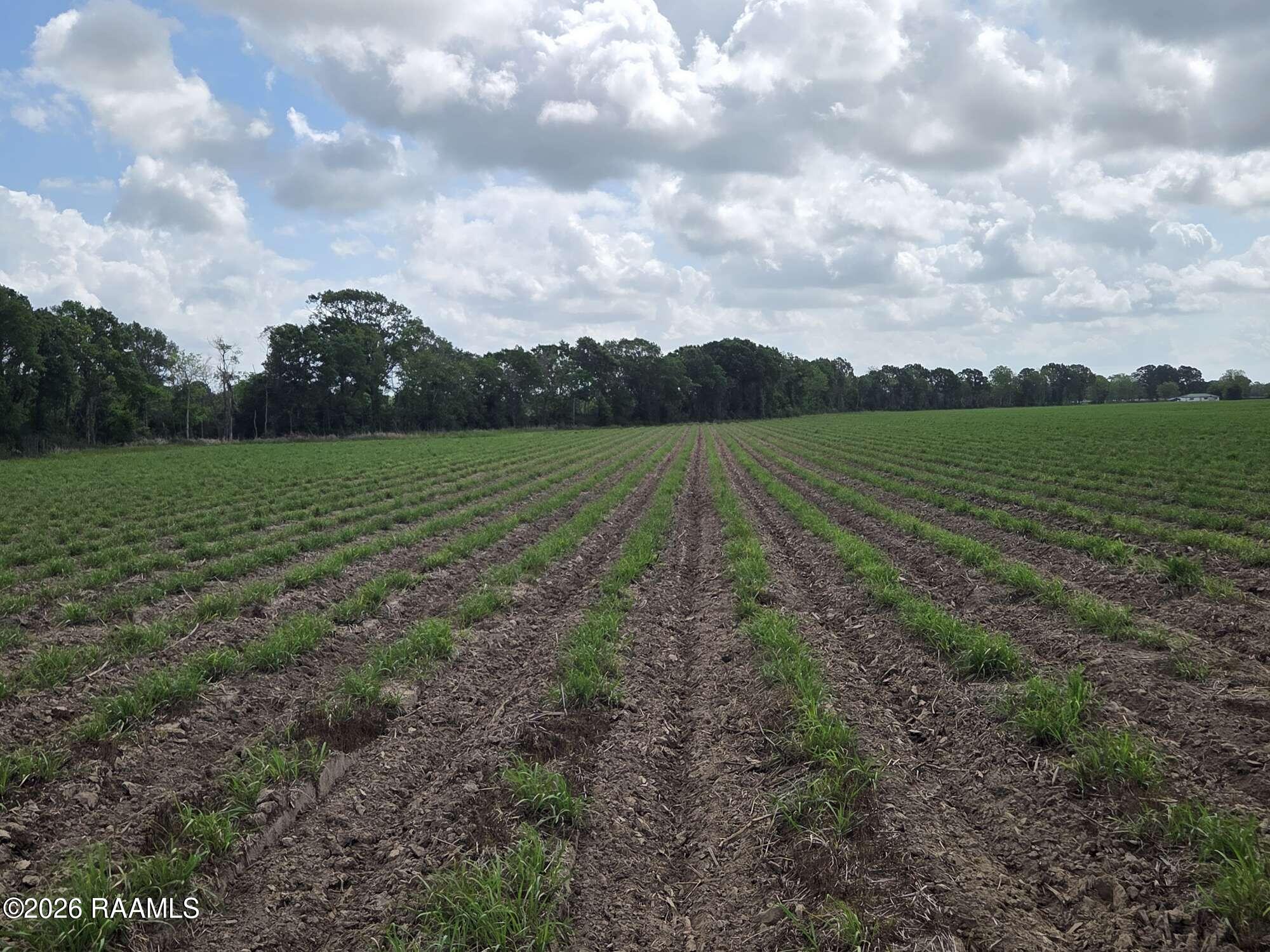 997 Sidney Charles Road Opelousas, LA 70570 - Photo 3 of 5 Compress_20260424_145756_6898