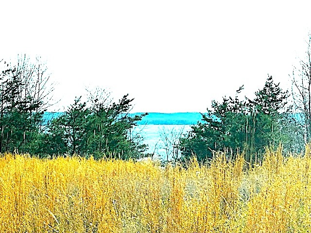 0 Turtle Point Lane Waverly, TN 37185 - Photo 16 of 17 a view of swimming pool from a yard