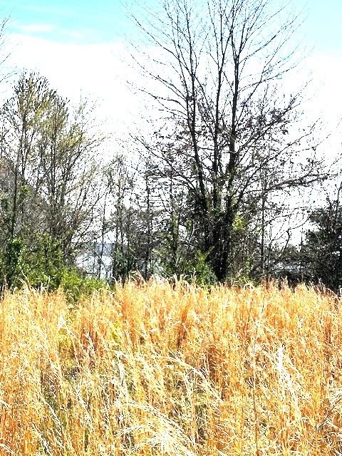0 Turtle Point Lane Waverly, TN 37185 - Photo 17 of 17 a view of a yard