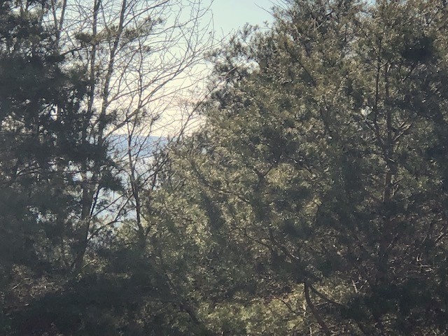 0 Turtle Point Lane Waverly, TN 37185 - Photo 3 of 17 a view of tree