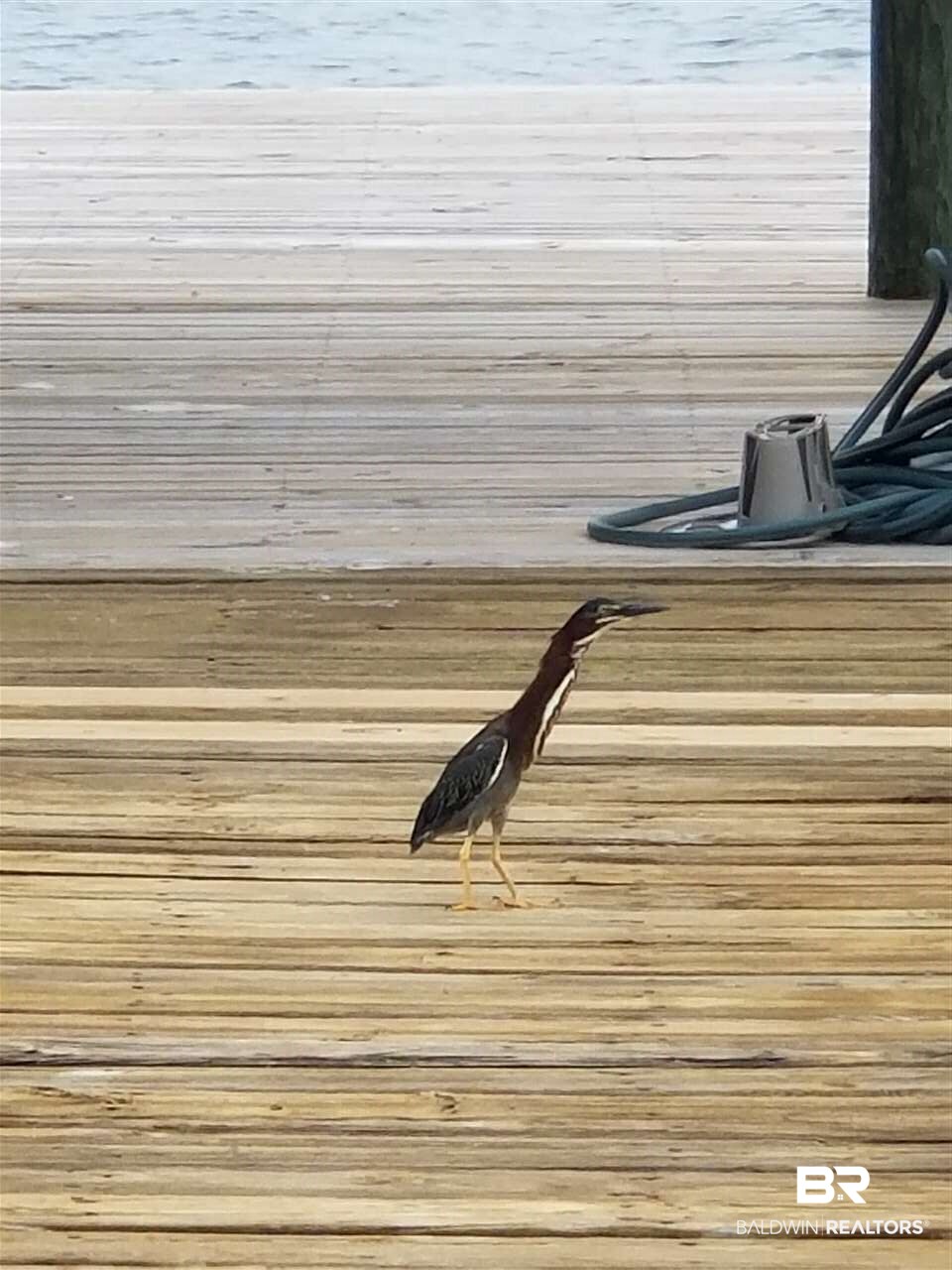 29892 Ono Boulevard Orange Beach, AL 36561 - Photo 36 of 45 Baby Blue Heron