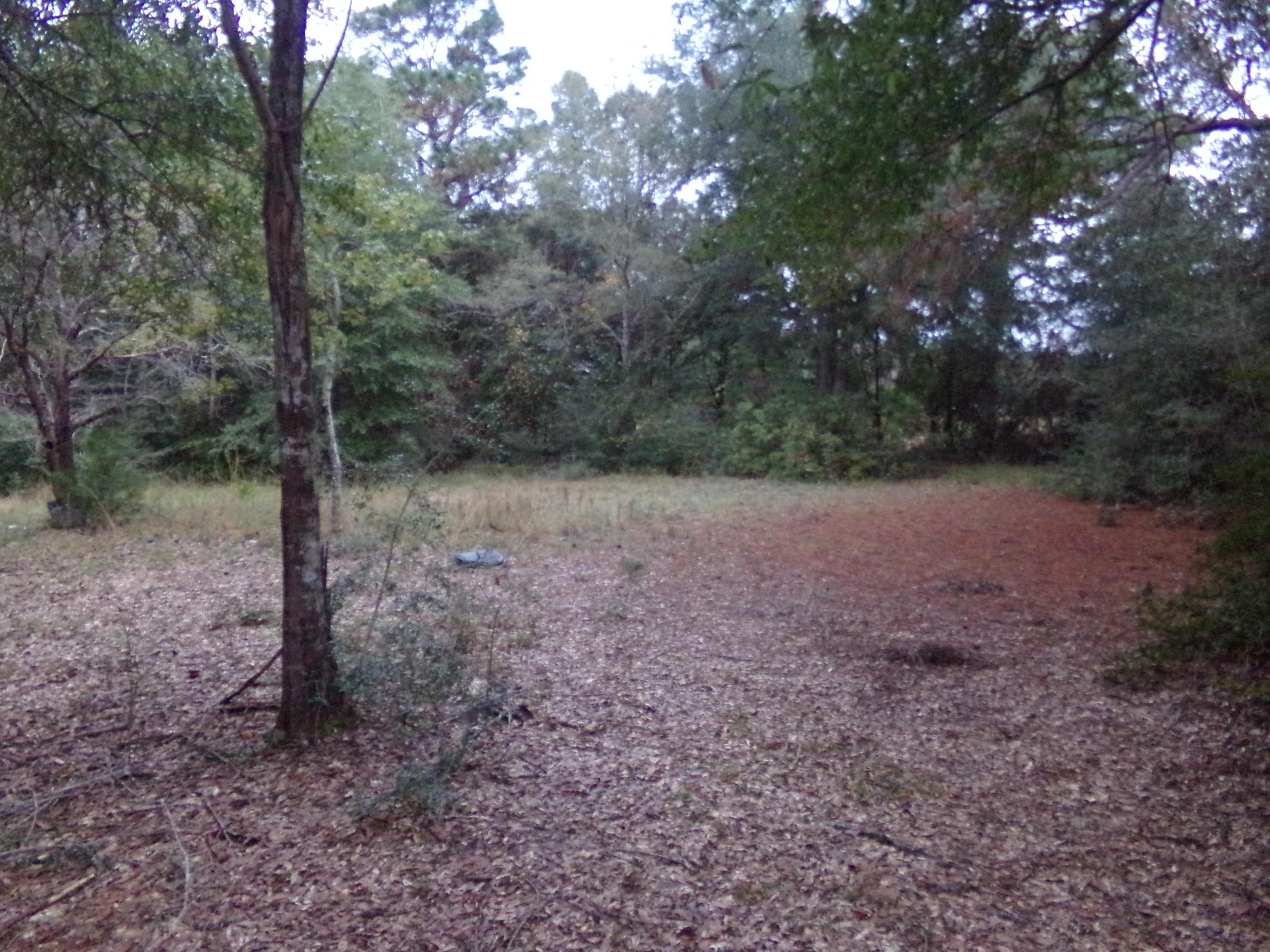 5622 Buckward Road Baker, FL 32531 - Photo 2 of 11 a view of a forest with trees in the background