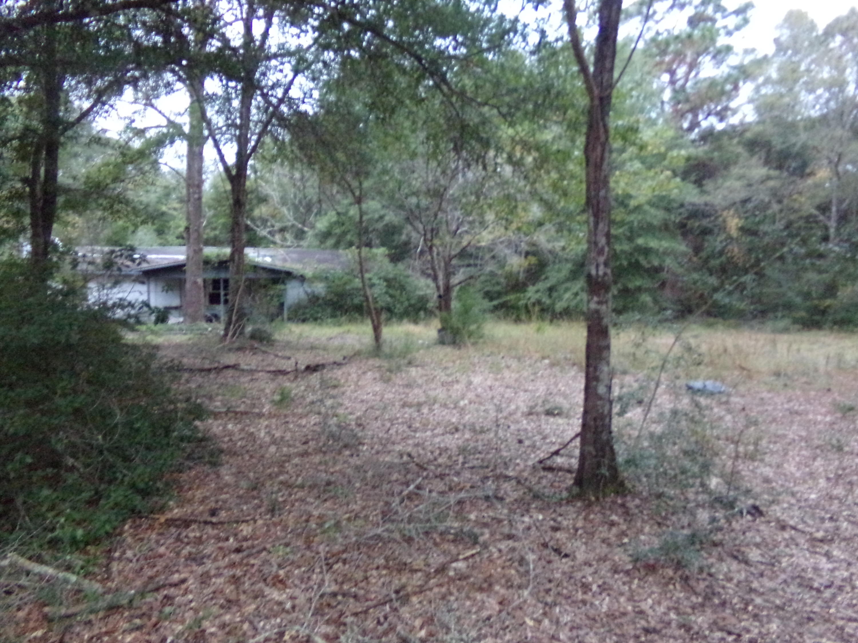 5622 Buckward Road Baker, FL 32531 - Photo 3 of 11 a view of a forest filled with trees